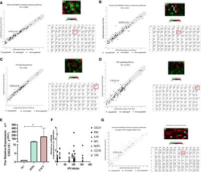 CXCL10 Produced by HPV-Positive Cervical Cancer Cells Stimulates Exosomal PDL1 Expression by Fibroblasts via CXCR3 and JAK-STAT Pathways